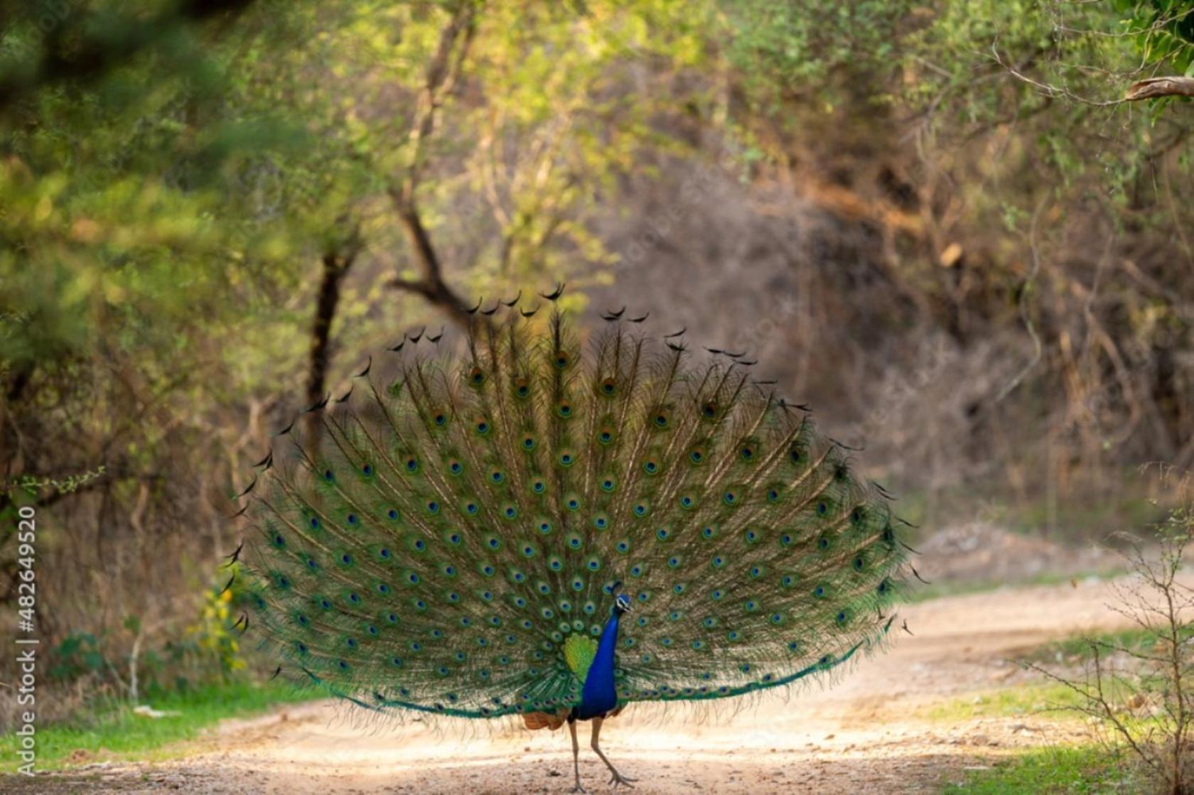 The Vanashrya Ranthambore Hotel Khilchīpur Exterior foto